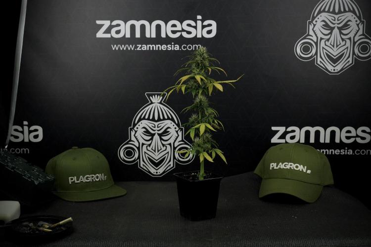 LSD Zamnesia Trippping. Week 7 - Side Project