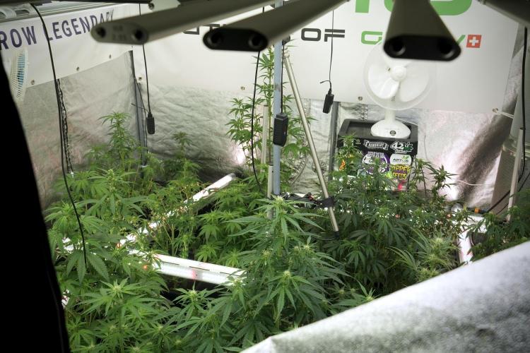 LSD Zamnesia Trippping. Week 7 - Room and Vibes 