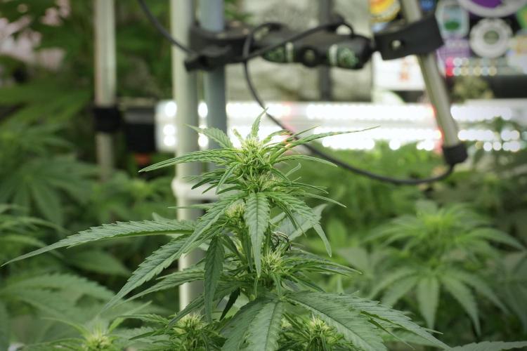 LSD Zamnesia Trippping. Week 7 - Side Project