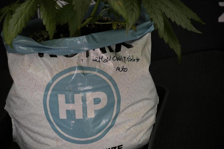 Lemon Cherry Gelato YumYum. Week 7 - Lemon Cherry Gelato Defoliation day 