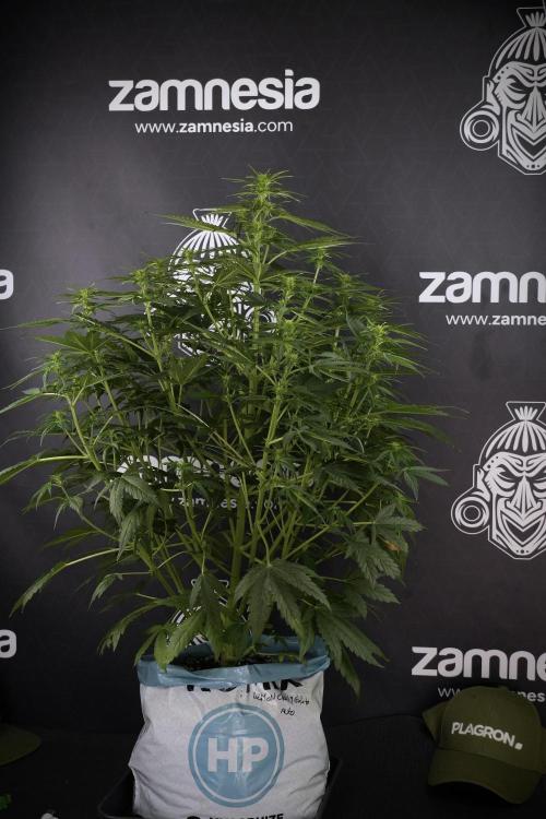 Lemon Cherry Gelato YumYum. Week 7 - Lemon Cherry Gelato Defoliation day 