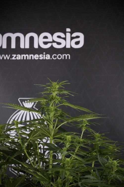 Lemon Cherry Gelato YumYum. Week 7 - Lemon Cherry Gelato Defoliation day 