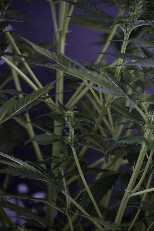 Lemon Cherry Gelato YumYum. Week 7 - Lemon Cherry Gelato Defoliation day 