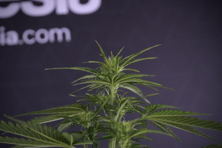 Lemon Cherry Gelato YumYum. Week 7 - Lemon Cherry Gelato Defoliation day 