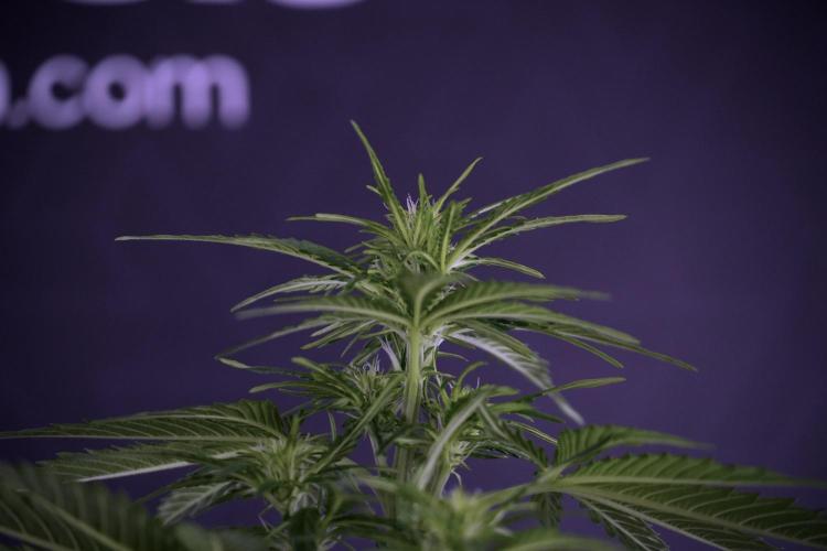 Lemon Cherry Gelato YumYum. Week 7 - Lemon Cherry Gelato Defoliation day 