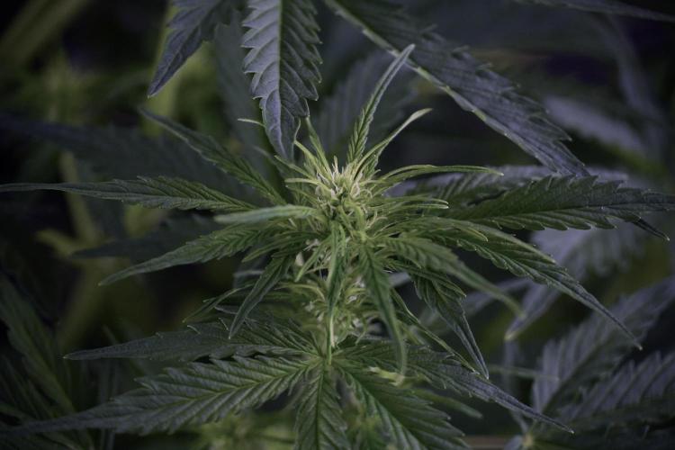 Lemon Cherry Gelato YumYum. Week 7 - Lemon Cherry Gelato Defoliation day 