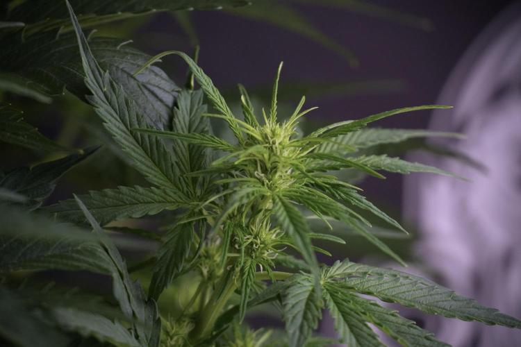 Lemon Cherry Gelato YumYum. Week 7 - Lemon Cherry Gelato Defoliation day 