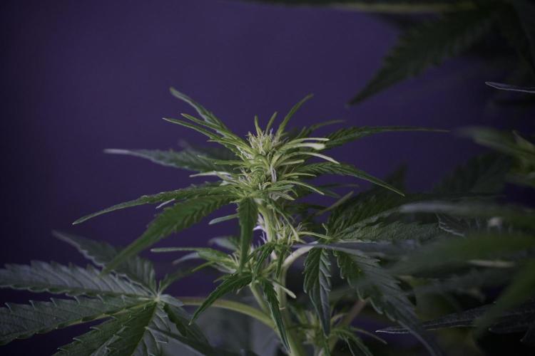 Lemon Cherry Gelato YumYum. Week 7 - Lemon Cherry Gelato Defoliation day 