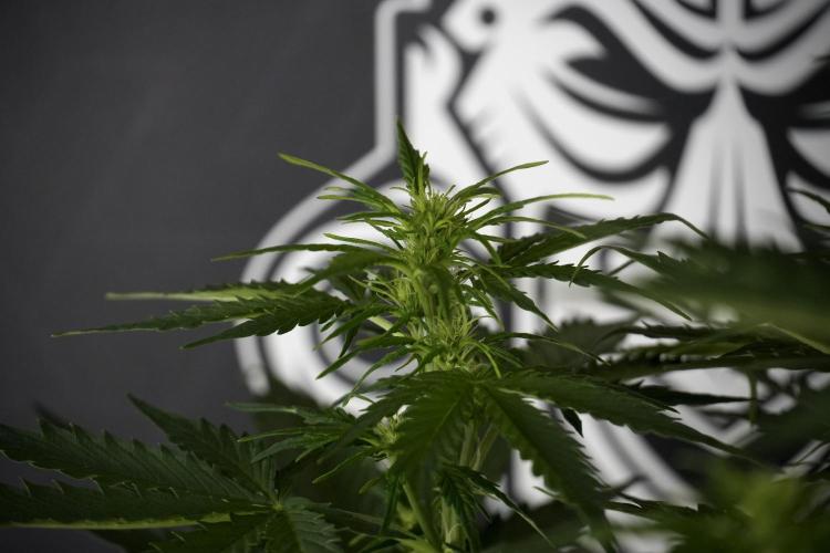 Lemon Cherry Gelato YumYum. Week 7 - Lemon Cherry Gelato Defoliation day 