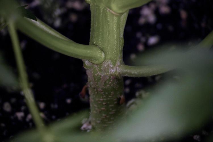 Lemon Cherry Gelato YumYum. Week 7 - Lemon Cherry Gelato Defoliation day 