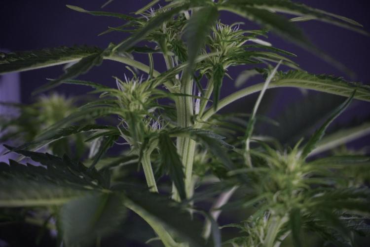 Lemon Cherry Gelato YumYum. Week 7 - Lemon Cherry Gelato Defoliation day 