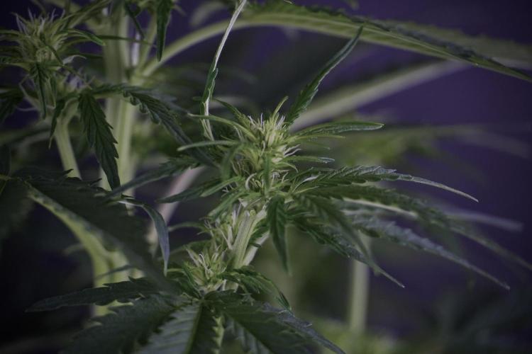 Lemon Cherry Gelato YumYum. Week 7 - Lemon Cherry Gelato Defoliation day 