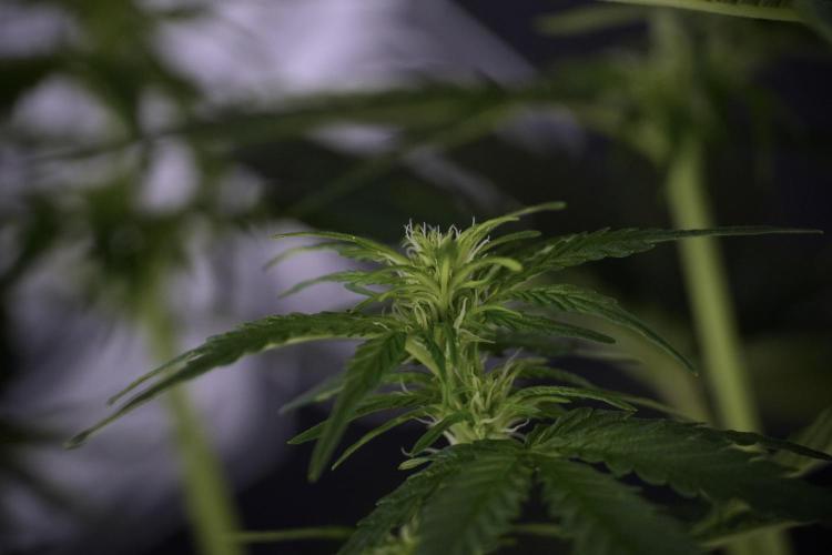 Lemon Cherry Gelato YumYum. Week 7 - Lemon Cherry Gelato Defoliation day 