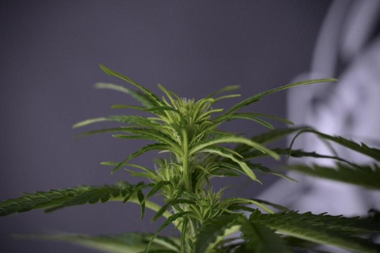 Lemon Cherry Gelato YumYum. Week 7 - Lemon Cherry Gelato Defoliation day 