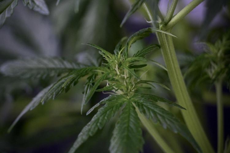 Lemon Cherry Gelato YumYum. Week 7 - Lemon Cherry Gelato Defoliation day 