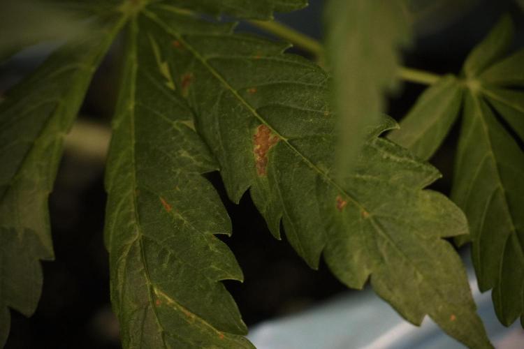 Lemon Cherry Gelato YumYum. Week 7 - Lemon Cherry Gelato Defoliation day 