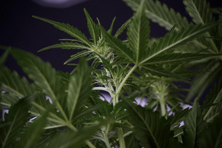 Lemon Cherry Gelato YumYum. Week 7 - Lemon Cherry Gelato Defoliation day 