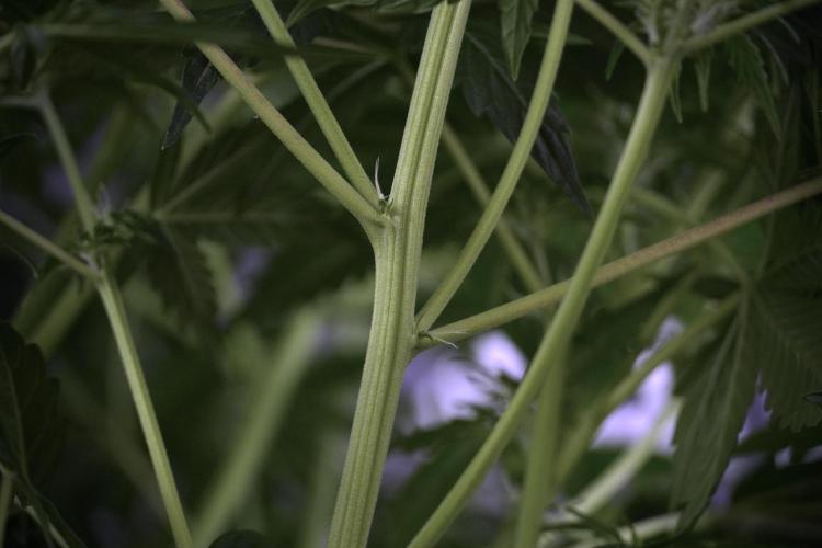 Lemon Cherry Gelato YumYum. Week 7 - Lemon Cherry Gelato Defoliation day 