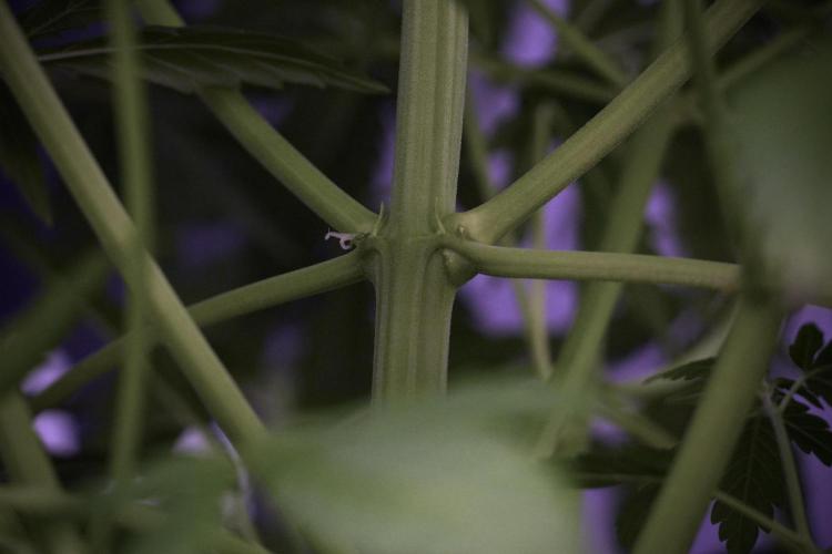 Lemon Cherry Gelato YumYum. Week 7 - Lemon Cherry Gelato Defoliation day 