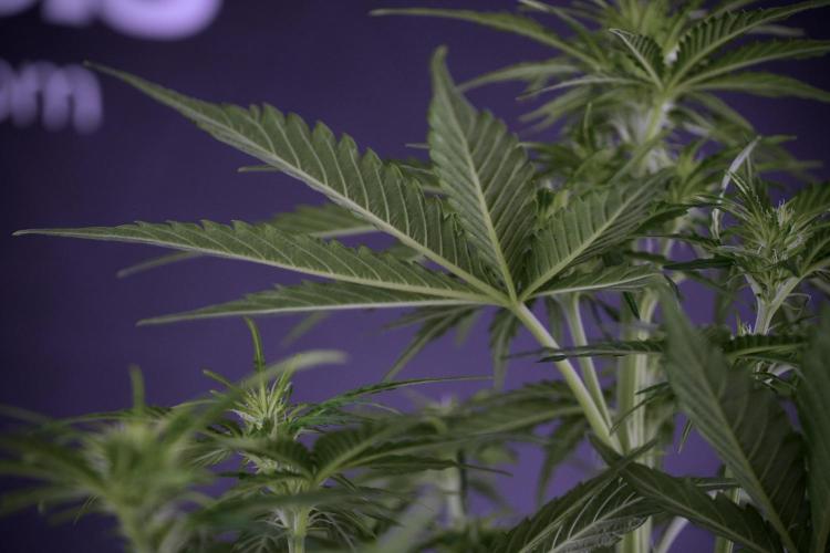 Lemon Cherry Gelato YumYum. Week 7 - Lemon Cherry Gelato Defoliation day 