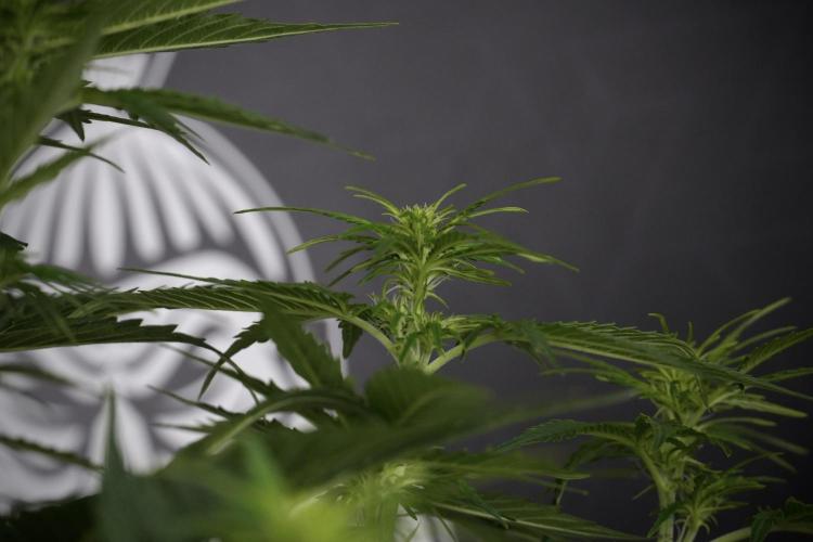 Lemon Cherry Gelato YumYum. Week 7 - Lemon Cherry Gelato Defoliation day 