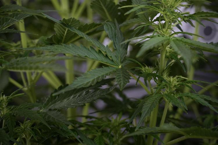 Lemon Cherry Gelato YumYum. Week 7 - Lemon Cherry Gelato Defoliation day 