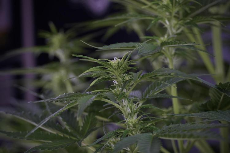 Lemon Cherry Gelato YumYum. Week 7 - Lemon Cherry Gelato Defoliation day 