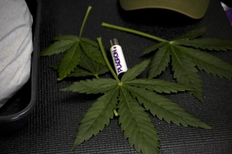 Lemon Cherry Gelato YumYum. Week 7 - Lemon Cherry Gelato Defoliation day 