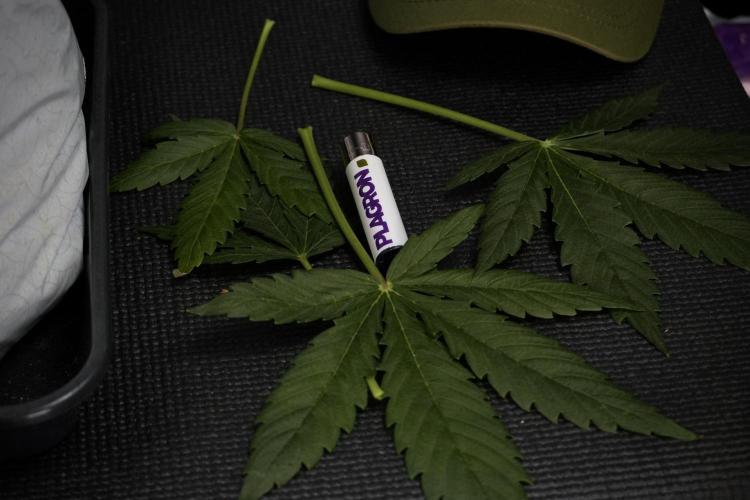 Lemon Cherry Gelato YumYum. Week 7 - Lemon Cherry Gelato Defoliation day 