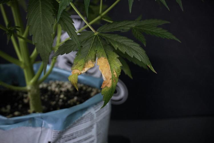 Lemon Cherry Gelato YumYum. Week 7 - Lemon Cherry Gelato Defoliation day 