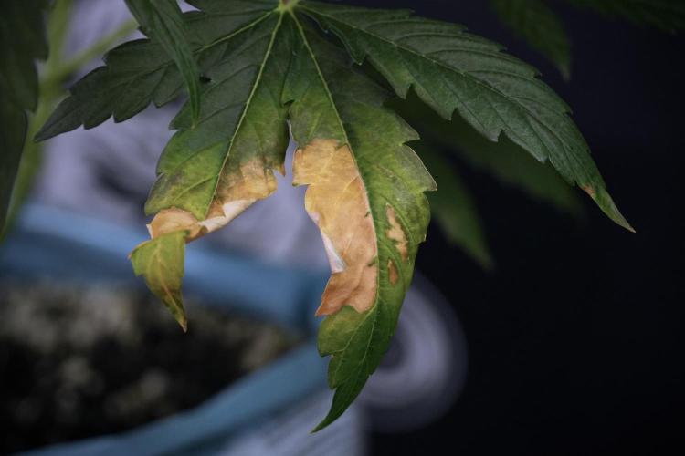 Lemon Cherry Gelato YumYum. Week 7 - Lemon Cherry Gelato Defoliation day 