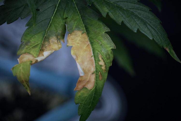 Lemon Cherry Gelato YumYum. Week 7 - Lemon Cherry Gelato Defoliation day 