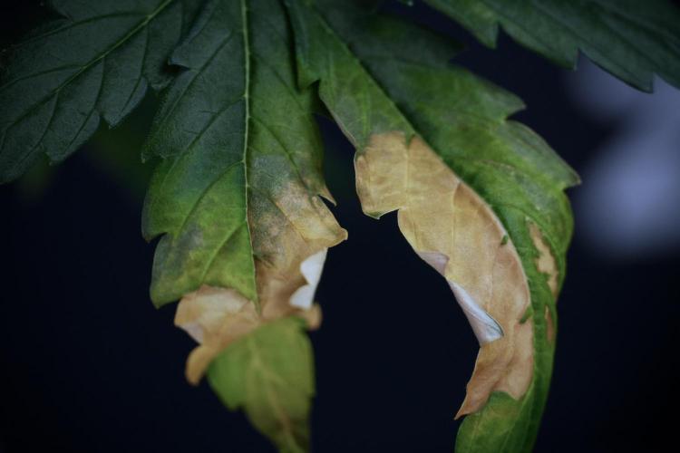 Lemon Cherry Gelato YumYum. Week 7 - Lemon Cherry Gelato Defoliation day 