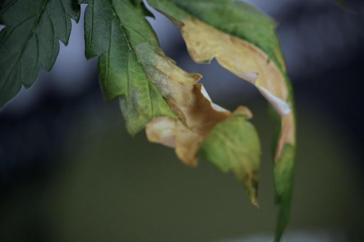 Lemon Cherry Gelato YumYum. Week 7 - Lemon Cherry Gelato Defoliation day 