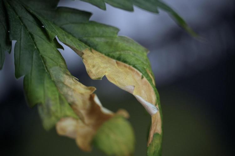 Lemon Cherry Gelato YumYum. Week 7 - Lemon Cherry Gelato Defoliation day 