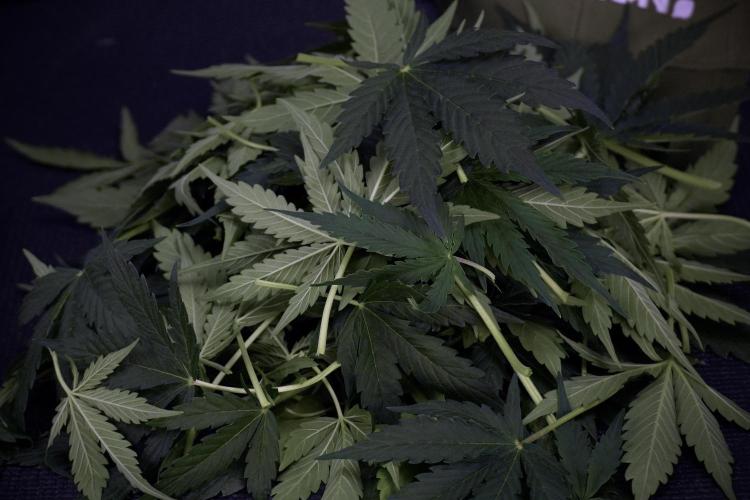 Lemon Cherry Gelato YumYum. Week 7 - Lemon Cherry Gelato Defoliation day 