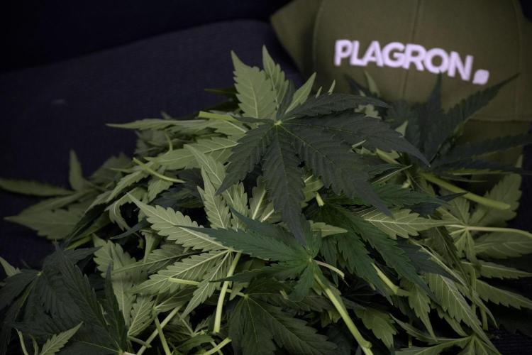 Lemon Cherry Gelato YumYum. Week 7 - Lemon Cherry Gelato Defoliation day 