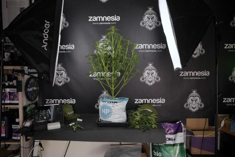 Lemon Cherry Gelato YumYum. Week 7 - Lemon Cherry Gelato Defoliation done