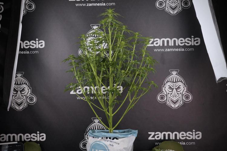 Lemon Cherry Gelato YumYum. Week 7 - Lemon Cherry Gelato Defoliation done