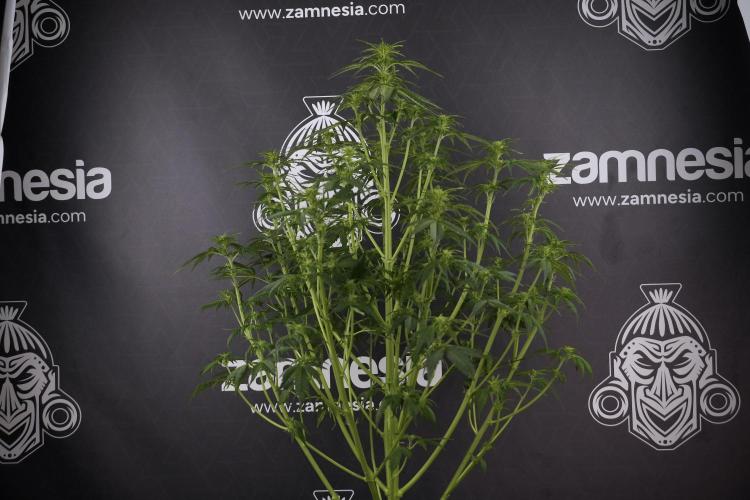 Lemon Cherry Gelato YumYum. Week 7 - Lemon Cherry Gelato Defoliation done