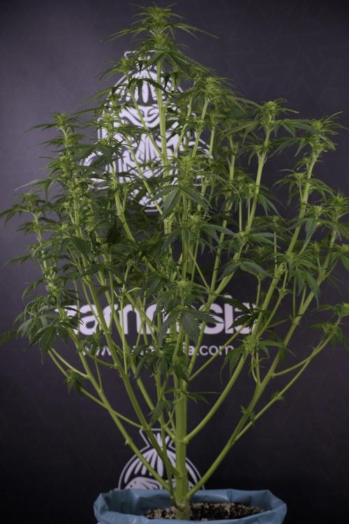 Lemon Cherry Gelato YumYum. Week 7 - Lemon Cherry Gelato Defoliation done