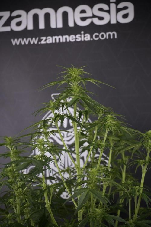 Lemon Cherry Gelato YumYum. Week 7 - Lemon Cherry Gelato Defoliation done