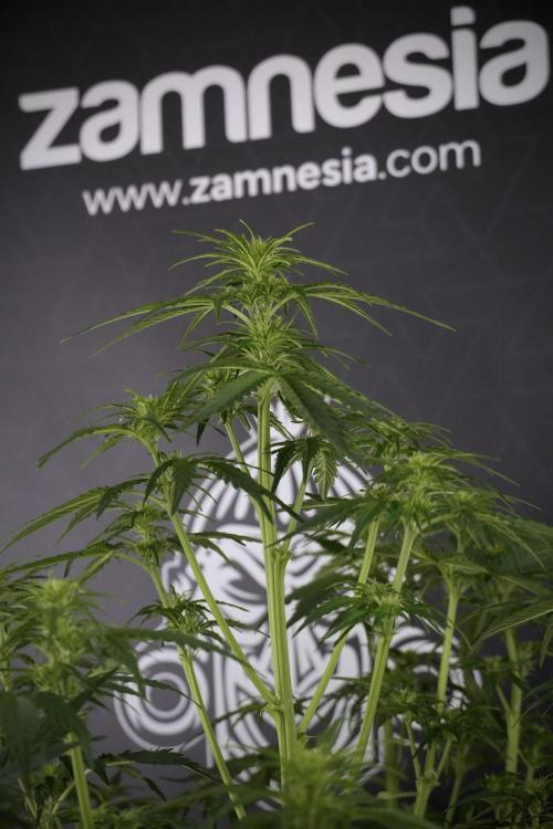 Lemon Cherry Gelato YumYum. Week 7 - Lemon Cherry Gelato Defoliation done