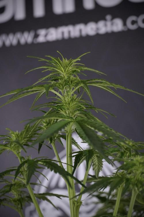 Lemon Cherry Gelato YumYum. Week 7 - Lemon Cherry Gelato Defoliation done