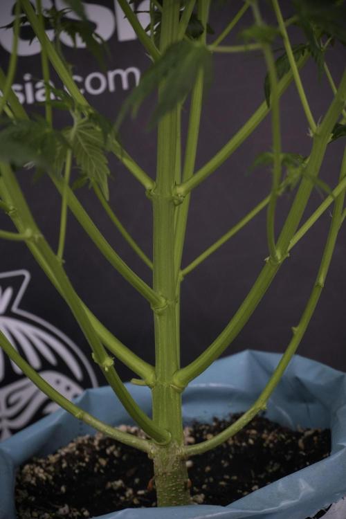 Lemon Cherry Gelato YumYum. Week 7 - Lemon Cherry Gelato Defoliation done