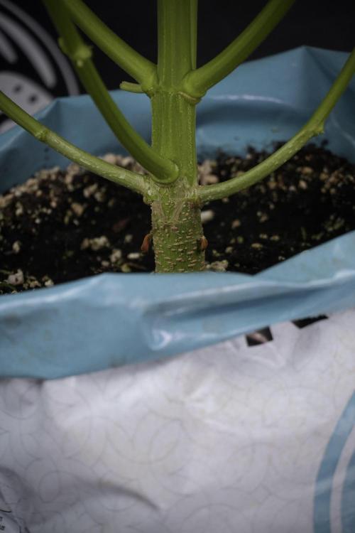 Lemon Cherry Gelato YumYum. Week 7 - Lemon Cherry Gelato Defoliation done