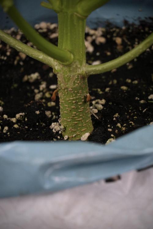 Lemon Cherry Gelato YumYum. Week 7 - Lemon Cherry Gelato Defoliation done