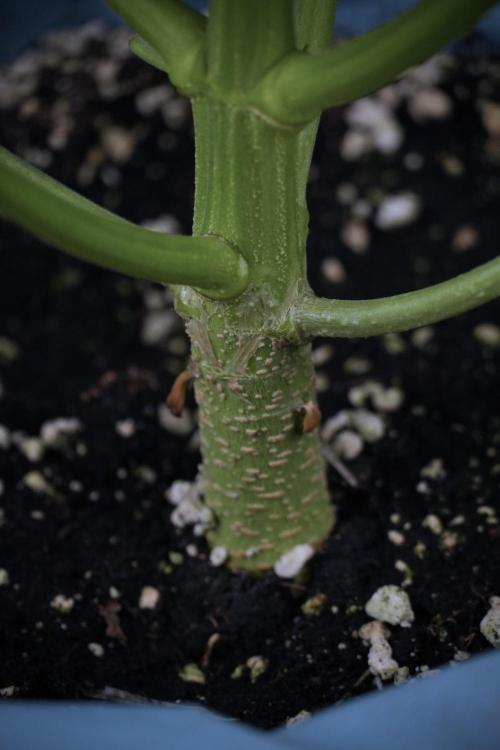 Lemon Cherry Gelato YumYum. Week 7 - Lemon Cherry Gelato Defoliation done