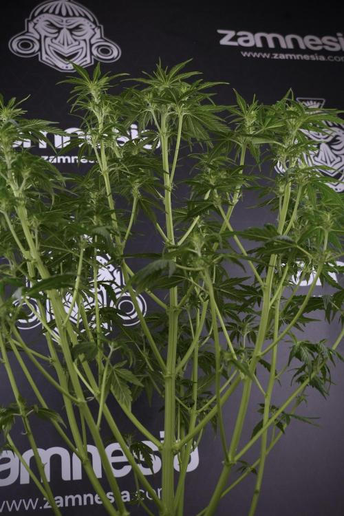 Lemon Cherry Gelato YumYum. Week 7 - Lemon Cherry Gelato Defoliation done