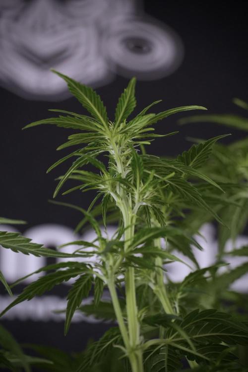 Lemon Cherry Gelato YumYum. Week 7 - Lemon Cherry Gelato Defoliation done